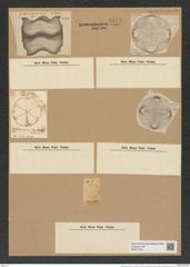 Aulacodiscus kittonii Arn. (de-Toni-Nr.: Genus 182, Species 4561) Zeichnungen Sammlung Grunow Nr. 8173 (NHMW-BOT-W0377545)
